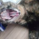 Kevyn Morales Profile Picture