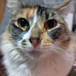 Daffnne Barrios Tarifeño Profile Picture